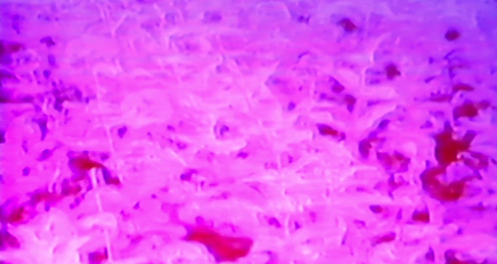 Charlotte Clermont, Plants Are Like People, 2018_carte_video Image couleur, fleurs roses