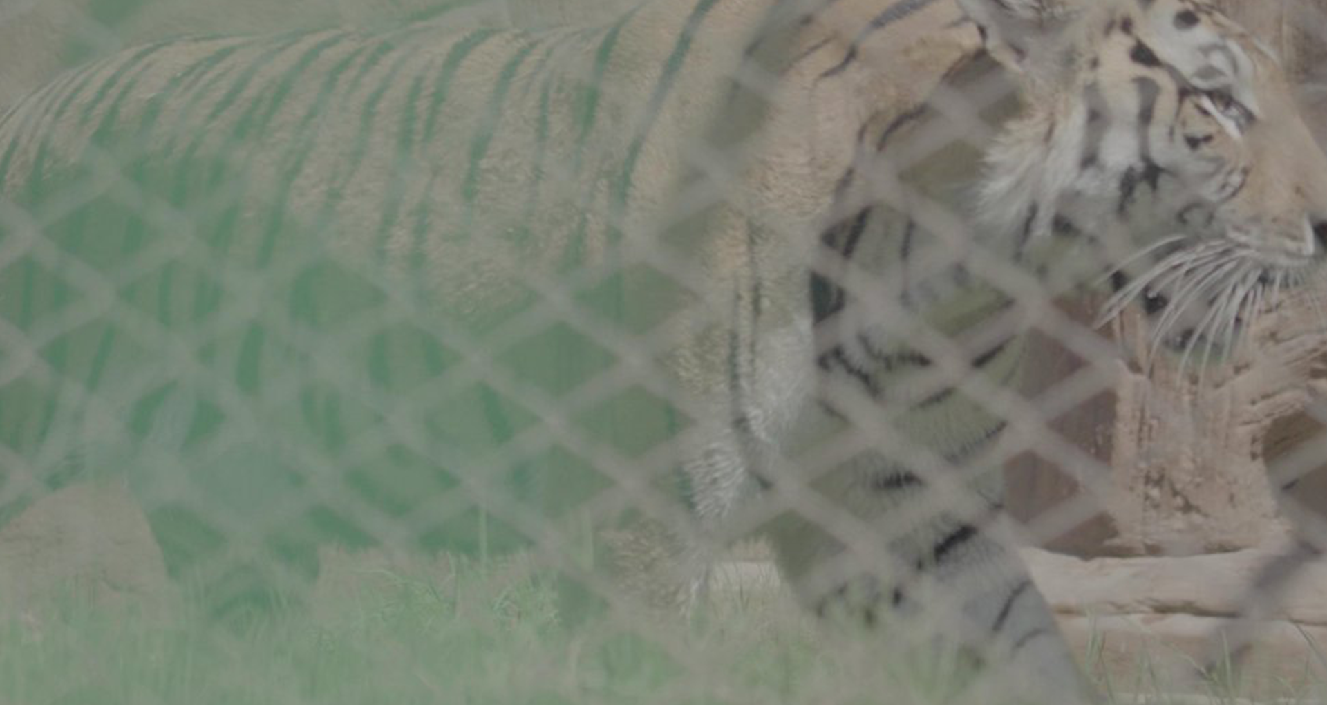 Year of the Tiger - wp