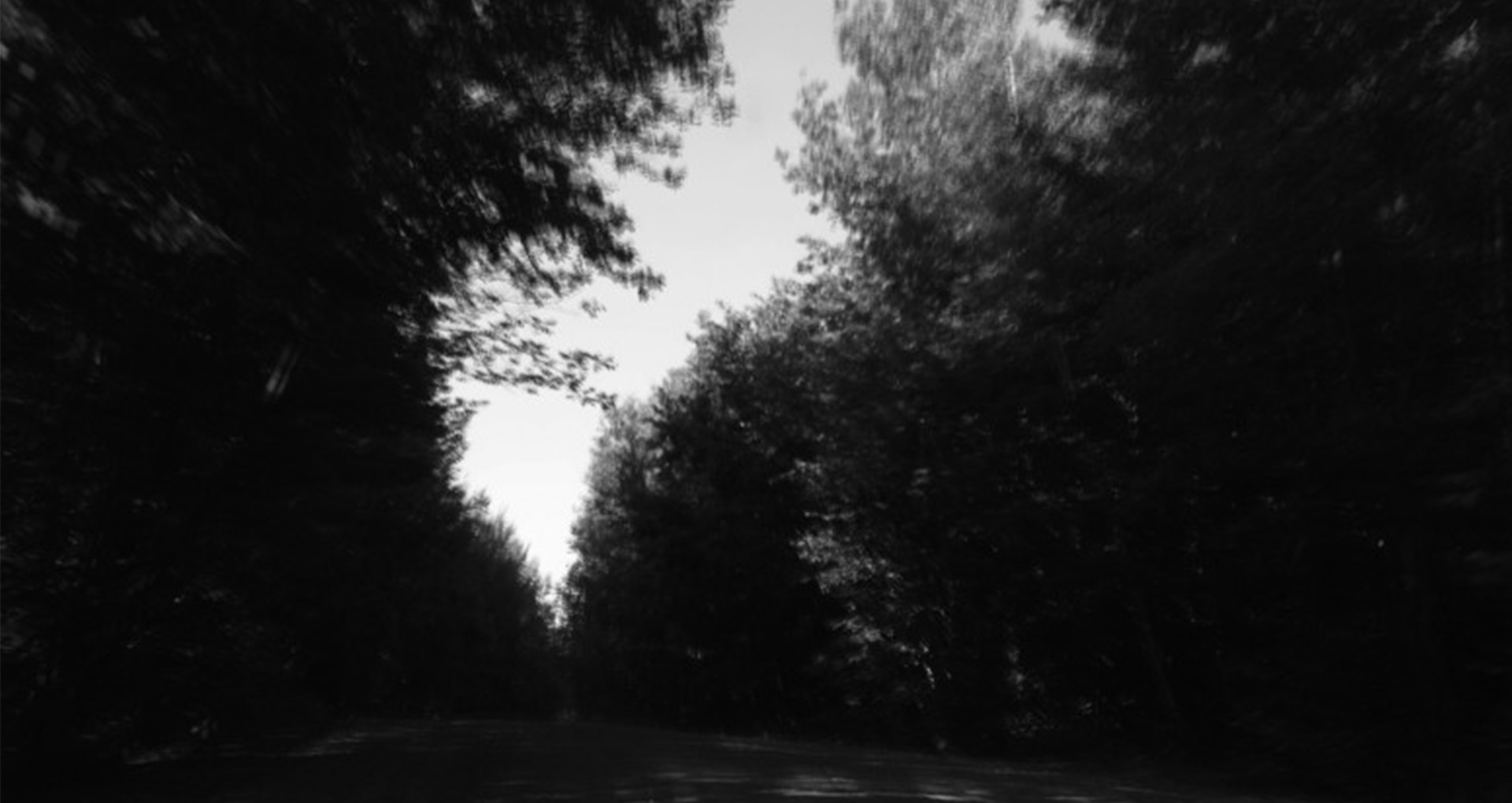 Inverted image in black and white. fuzzy trees