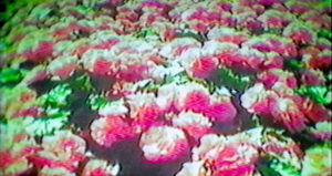 fleurs, rose, champ vert