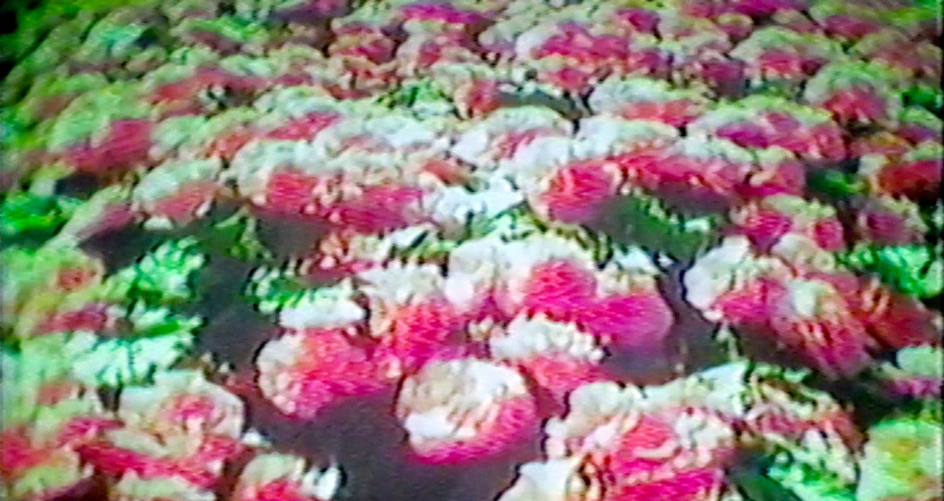 © Charlotte Clermont, How Flowers Never Became a Food Group, 2017